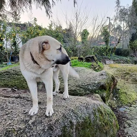 Quinta Da Avo Miquinhas *